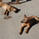 Illustration for article titled The Dogs Of Sochi